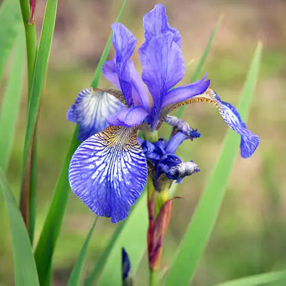 Planta perenn blå iris