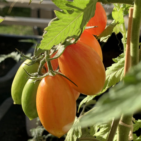 Tomatplanta Artisan Blush Tiger